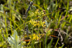 Pimelea curviflora