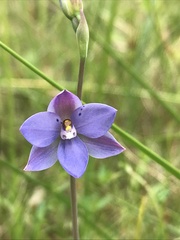 Thelymitra juncifolia