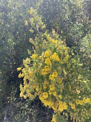 Tropaeolum brachyceras