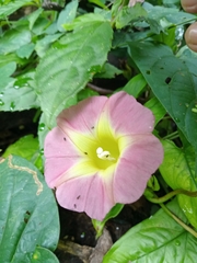 Ipomoea lindenii