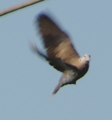 Streptopelia tranquebarica
