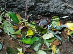 Geothelphusa miyazakii