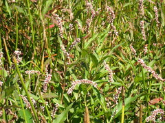 Persicaria glabra