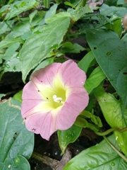 Ipomoea lindenii