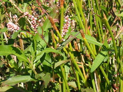 Persicaria glabra