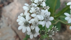 Verbesina microptera