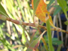 Persicaria glabra