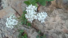 Verbesina microptera