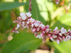 Persicaria glabra