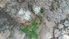 Verbesina microptera