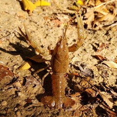 Procambarus