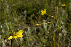 Diuris chryseopsis