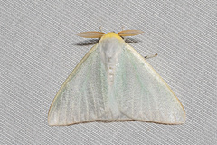 Arctornis marginalis