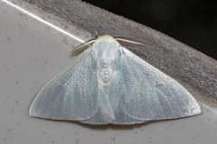 Arctornis marginalis