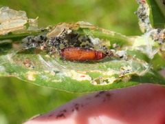Macrorrhinia endonephele