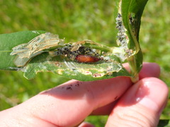 Macrorrhinia endonephele