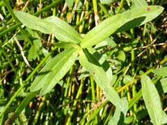 Macrorrhinia endonephele