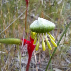Anigozanthos bicolor