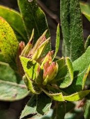 Arctostaphylos virgata