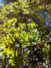 Arctostaphylos virgata