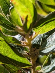 Arctostaphylos virgata