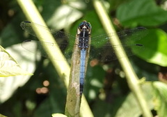Cannaphila