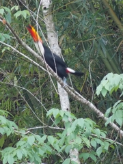 Ramphastos toco