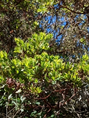 Arctostaphylos virgata