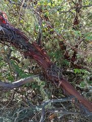 Arctostaphylos virgata