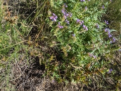 Glandularia wrightii