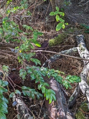 Arctostaphylos virgata