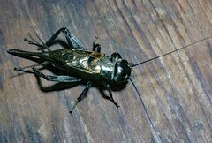 Gryllus lineaticeps