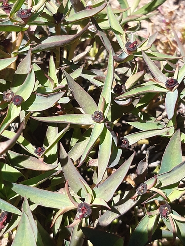 Euphorbia dilloniana
