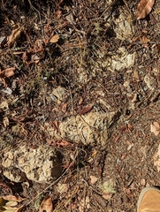 Arctostaphylos virgata