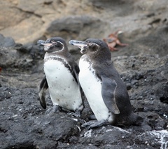 Spheniscus mendiculus