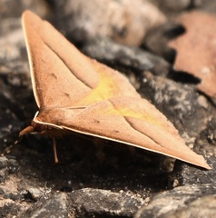 Epidesmia chilonaria