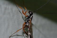 Rhyssa alaskensis
