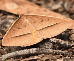 Epidesmia chilonaria