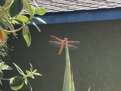 Libellula saturata