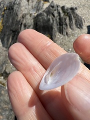 Crepidula plana