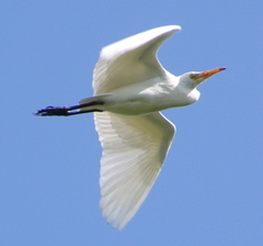 Bubulcus ibis coromandus