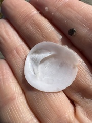 Crepidula plana