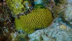 Pseudodiploria strigosa