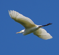 Bubulcus ibis coromandus