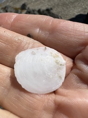 Crepidula plana