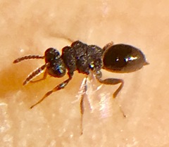 Eurytomidae
