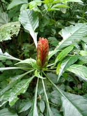 Aphelandra