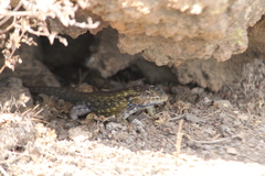 Sceloporus spinosus
