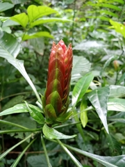 Aphelandra