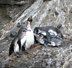 Spheniscus mendiculus